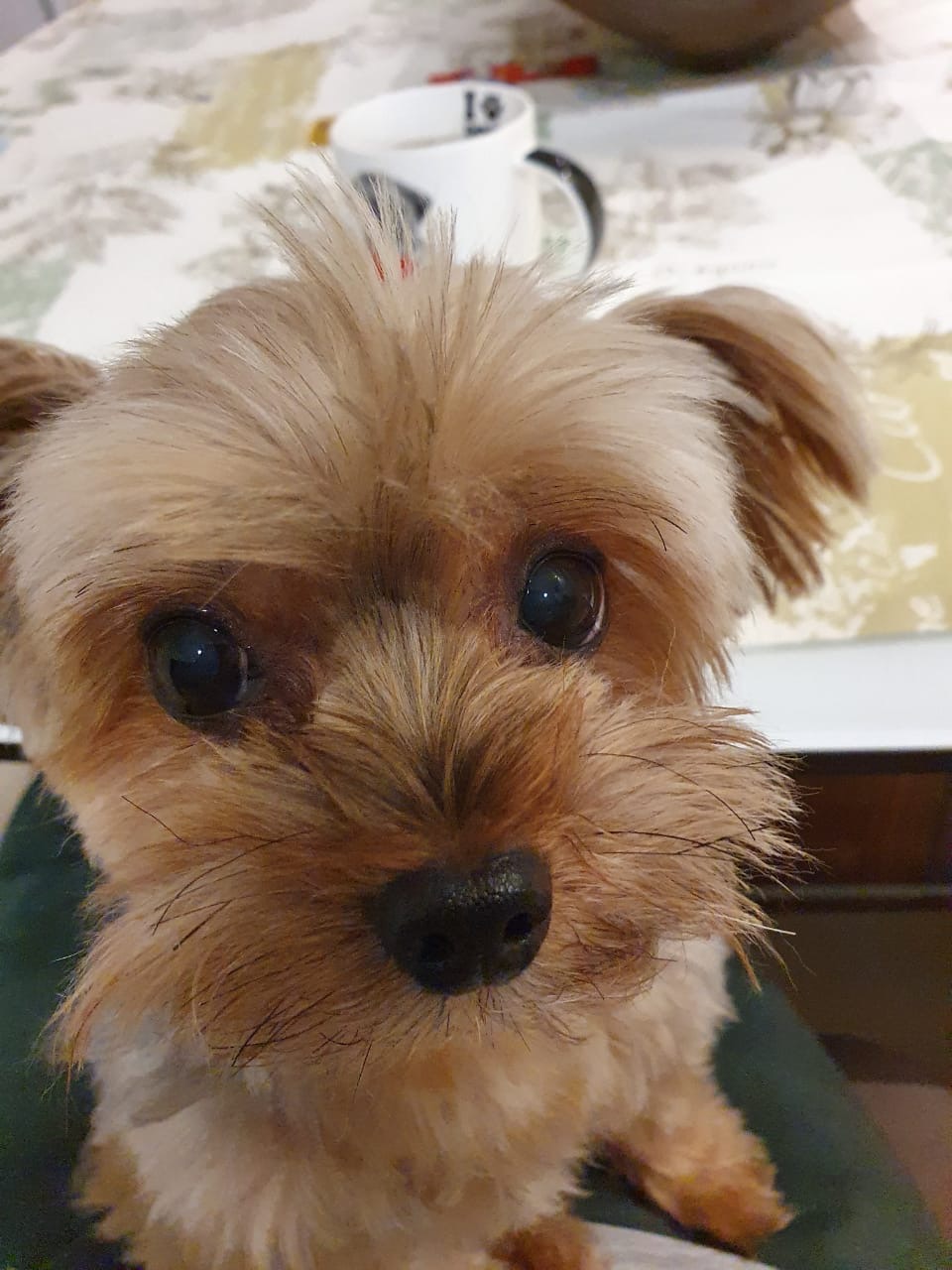 Sammy, meu yorkinho carente
